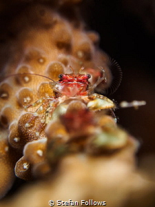 Solitude is independence - H. Hesse. Porcelain Crab - Por... by Stefan Follows 